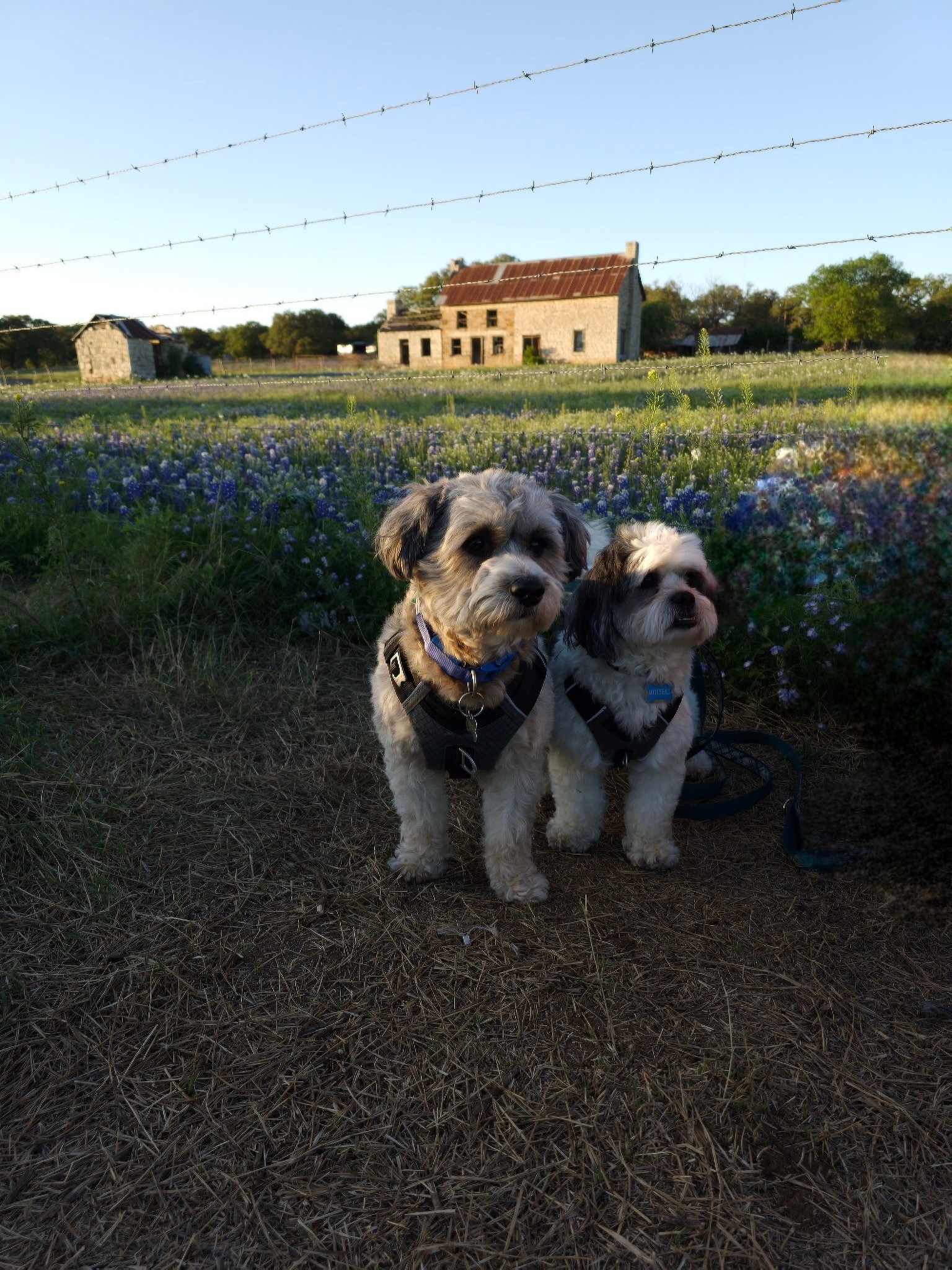 Mitchell and Maxwell at the Bluebonnet House in the Hill Country ❤️