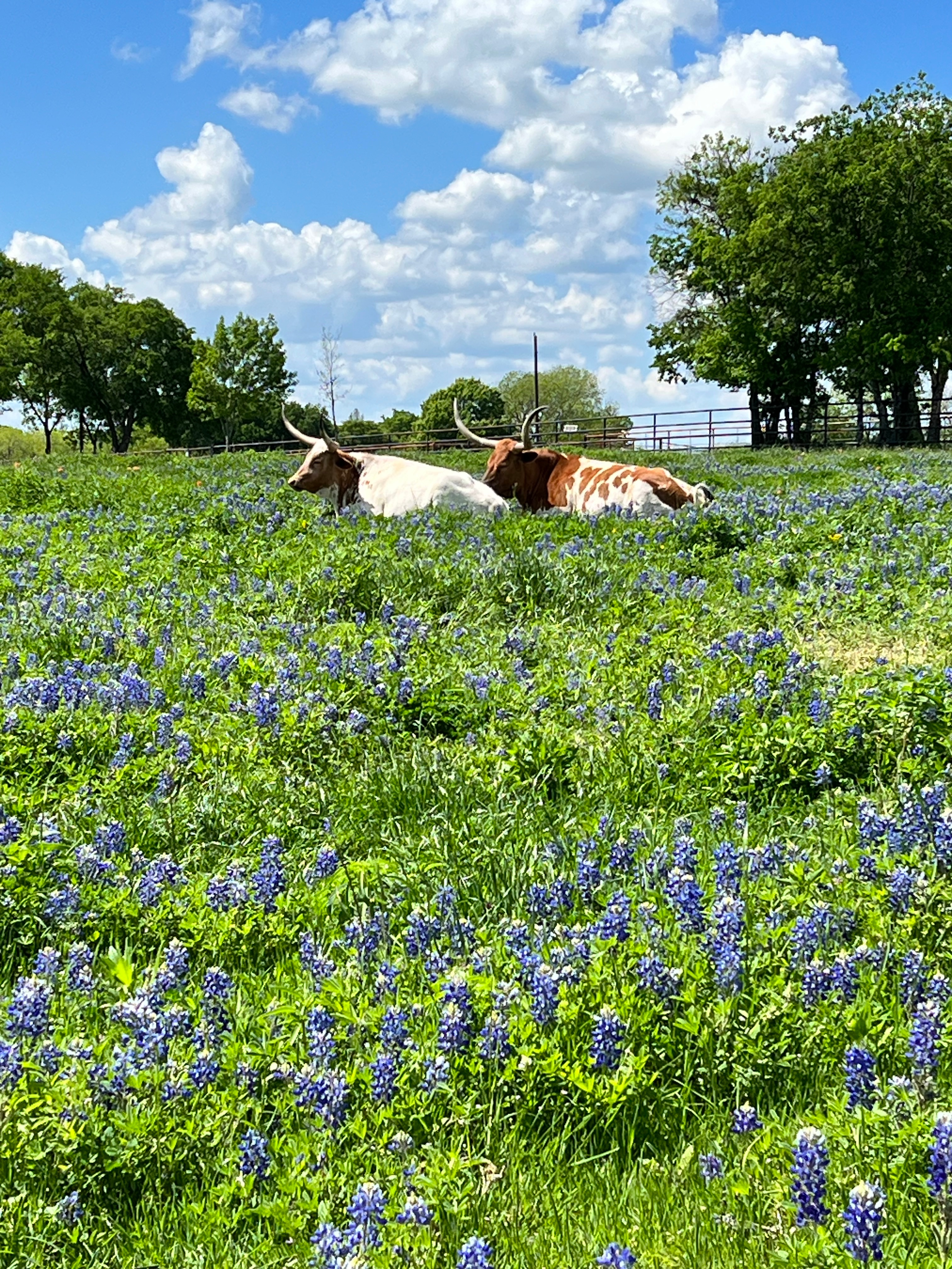 Along the bluebonnet trails in Ennis TX. We found longhorns laying in the bluebonnets.