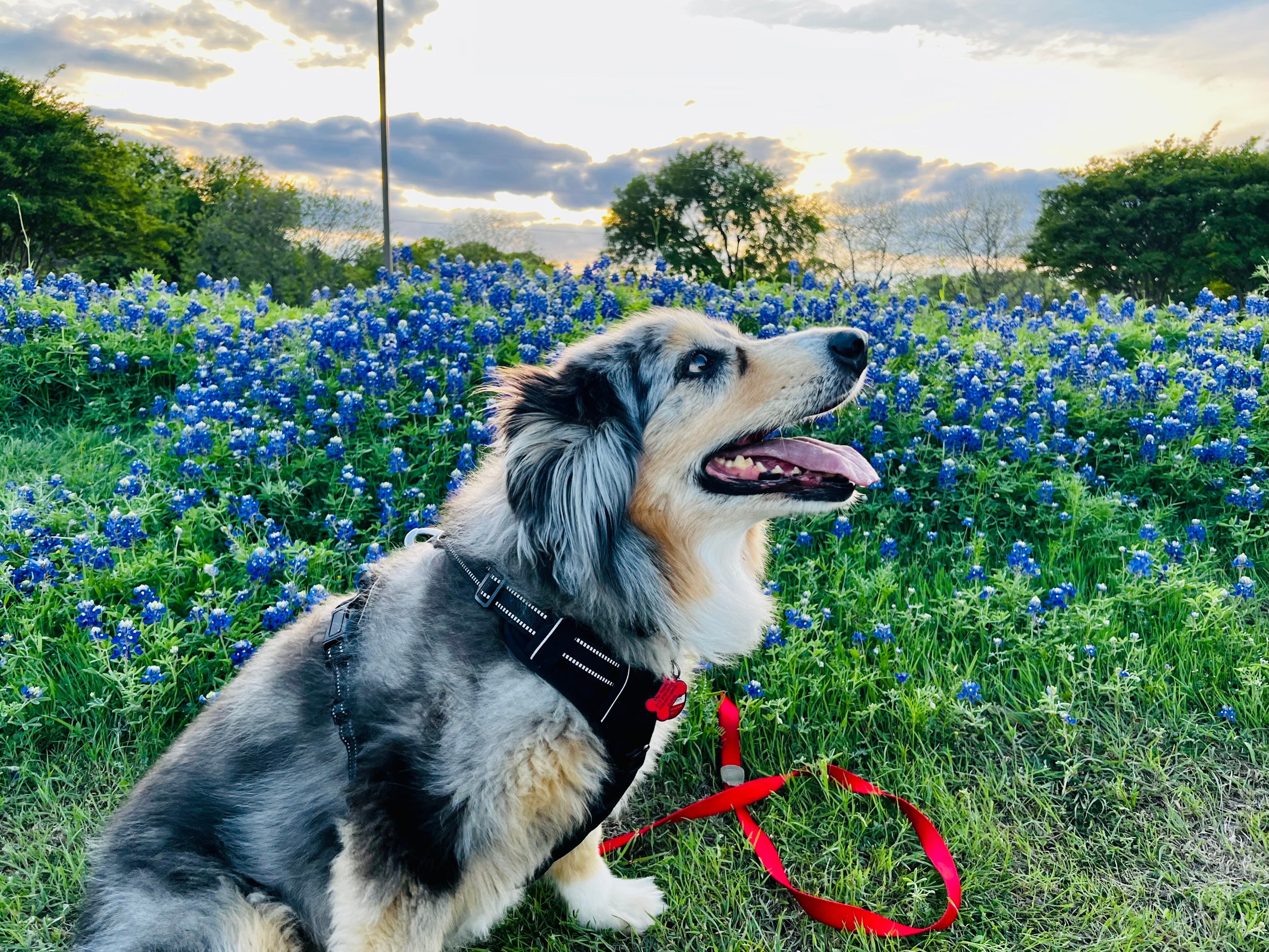 Bailey enjoying the bluebonnets at Bethany Lake Parks in Allen.