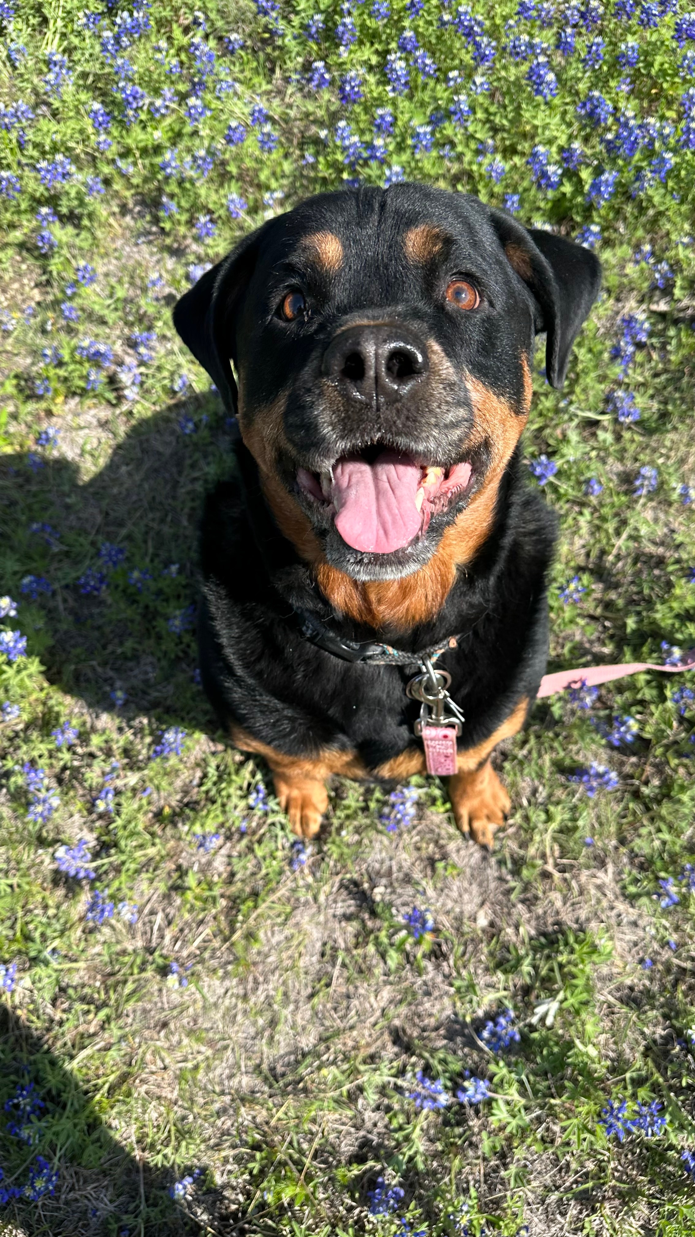 Bluebonnet in Cedar Hill