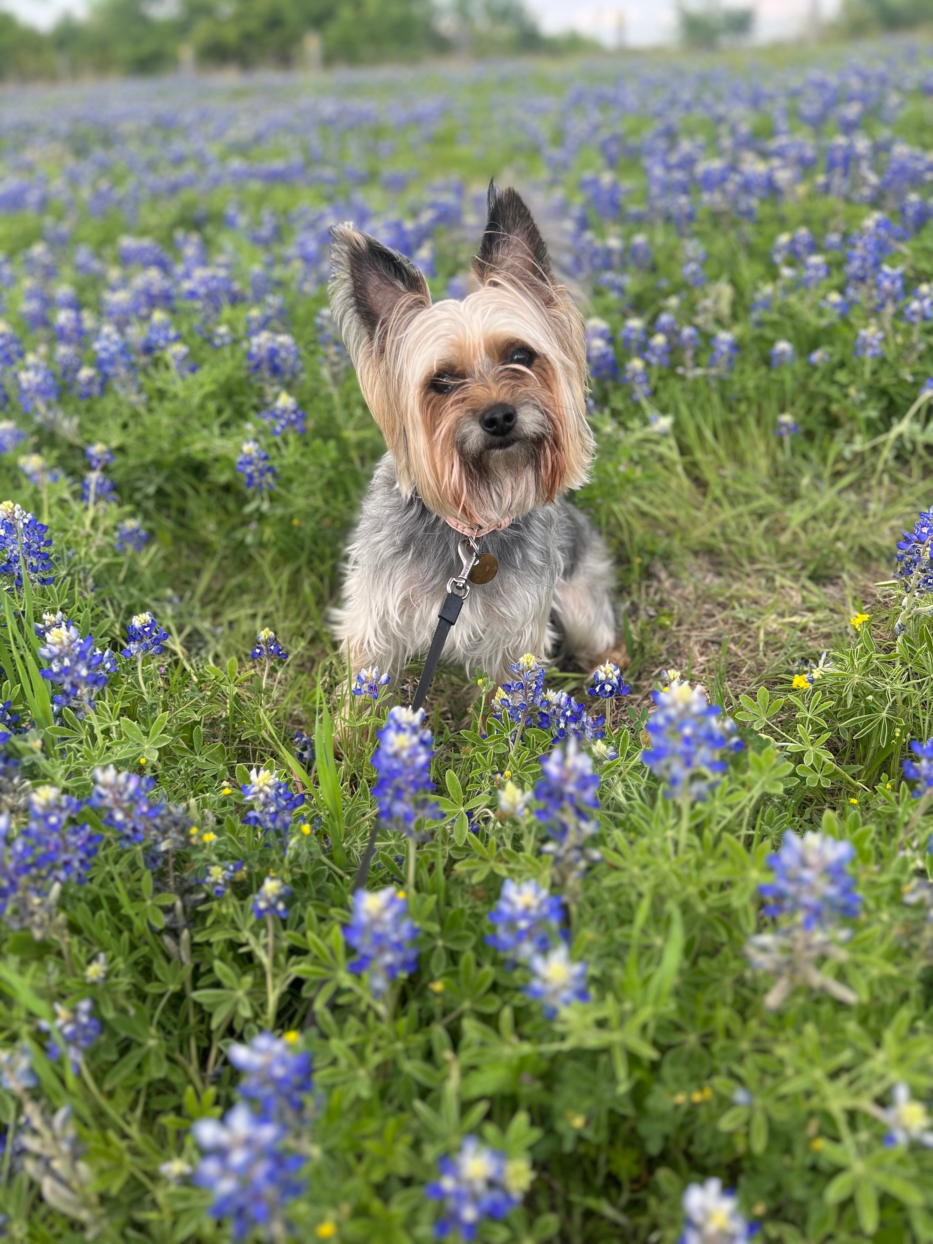 Bluebonnet yorkshire terrier deals rescue