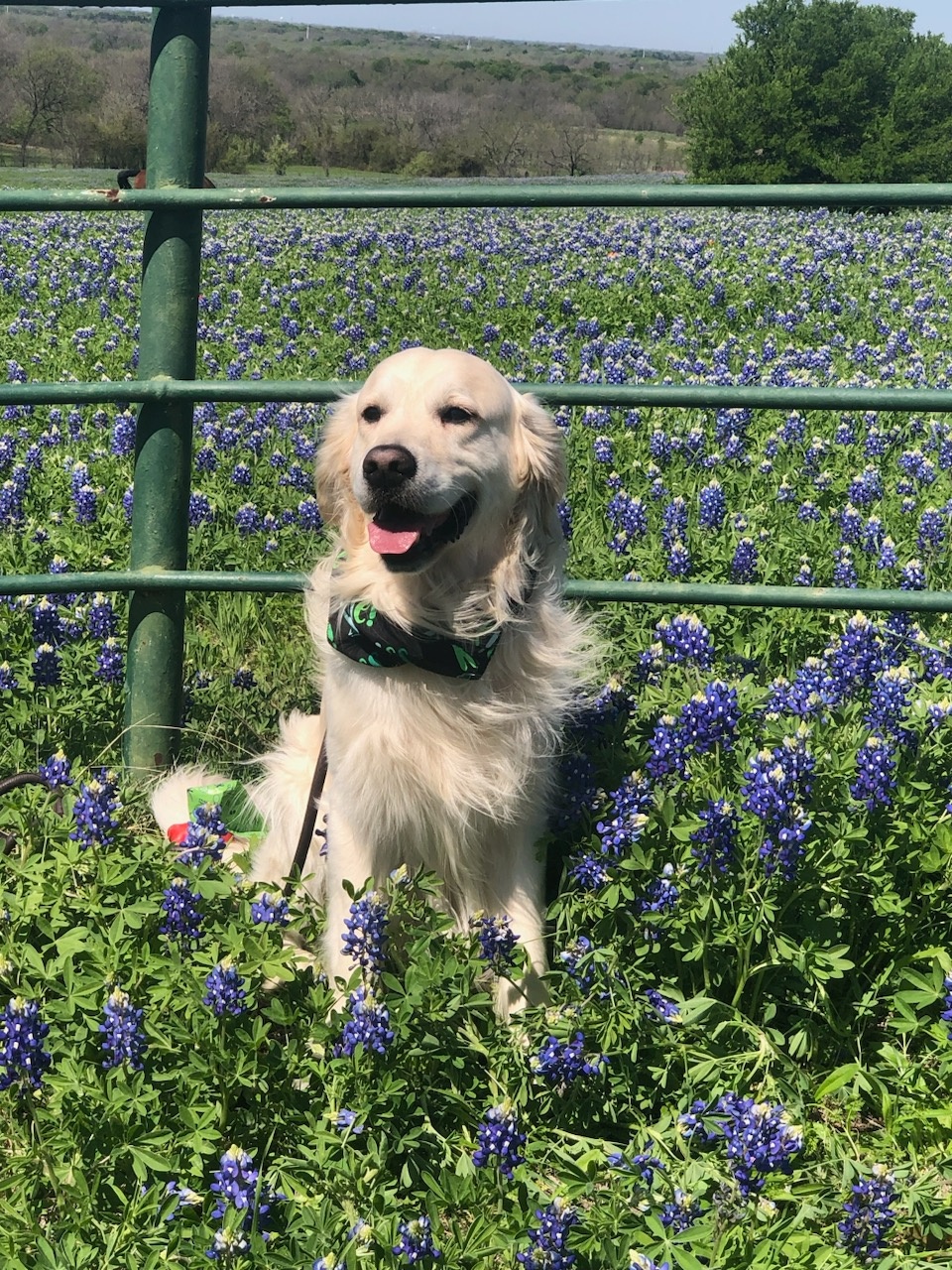 Sharing a picture of our dog Riley during his visit to the Bluebonnet trails in Ennis Texas this season 
Cathy and Sean McClowry