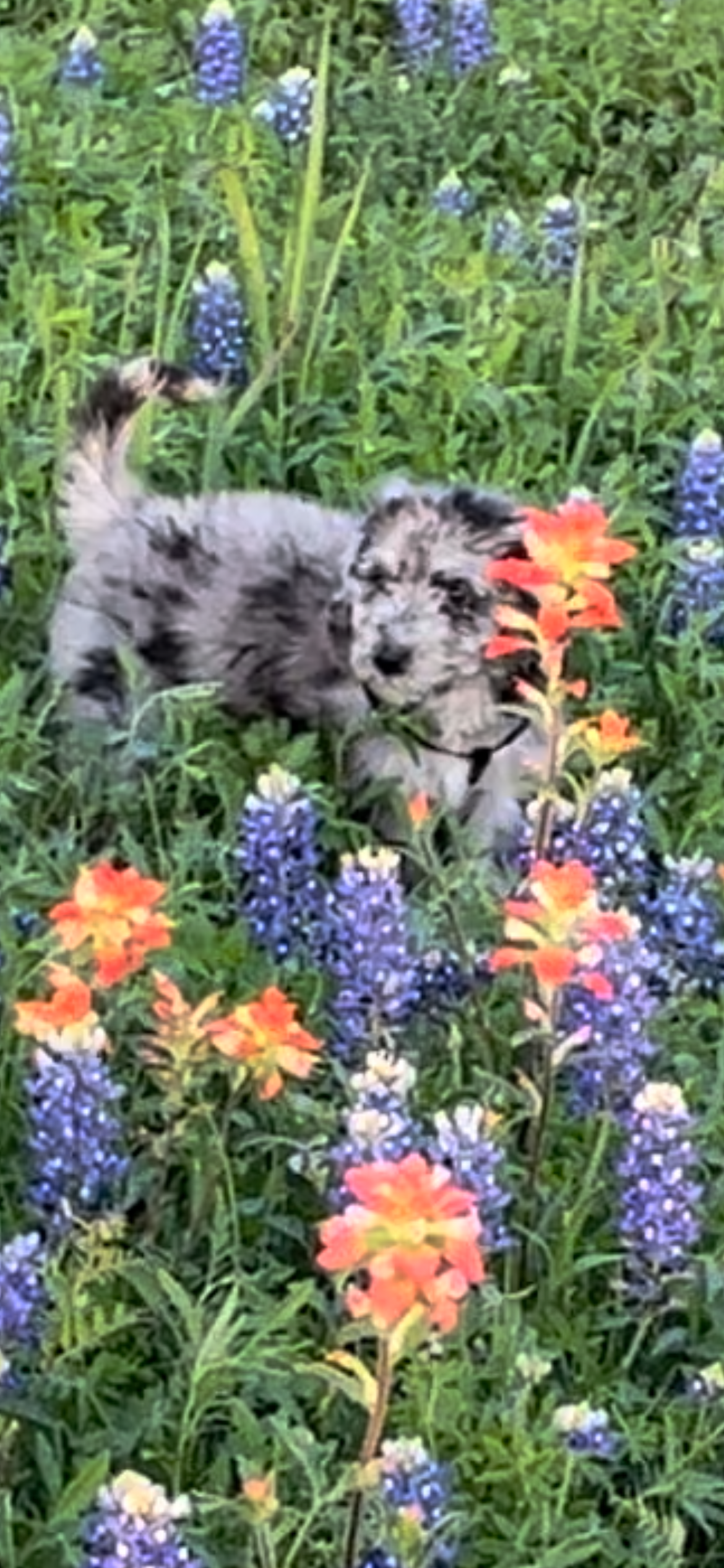 Arya first picture near Waco