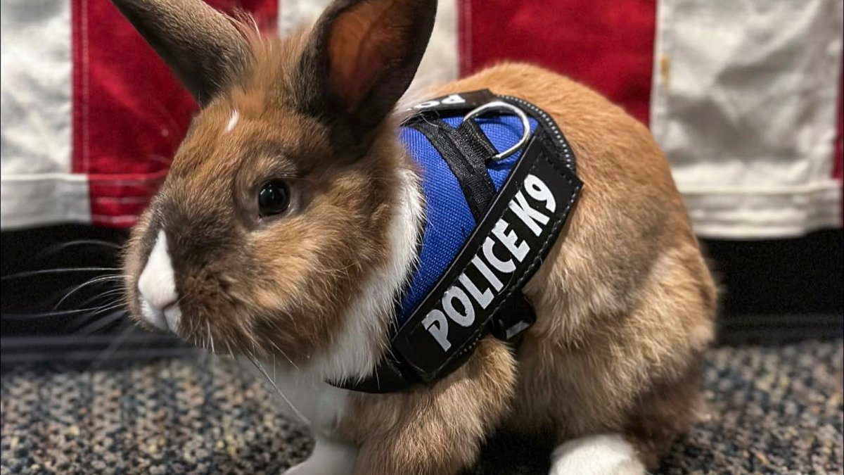 California Police Department Hires Bunny as Officer – NBC 5 Dallas-Fort Worth - Vimarsana News