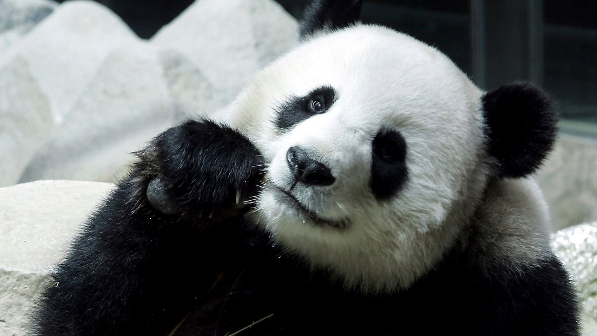 Giant Panda Lin Hui Dies in Thailand – NBC 5 Dallas-Fort Worth - Vimarsana News