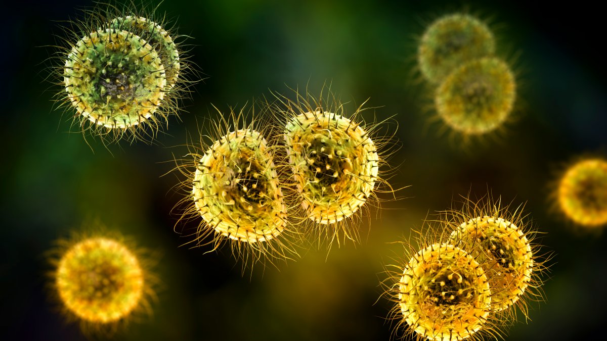 A Look at Bacterial Meningitis After Teacher's Death – NBC 5 Dallas-Fort Worth - Vimarsana News