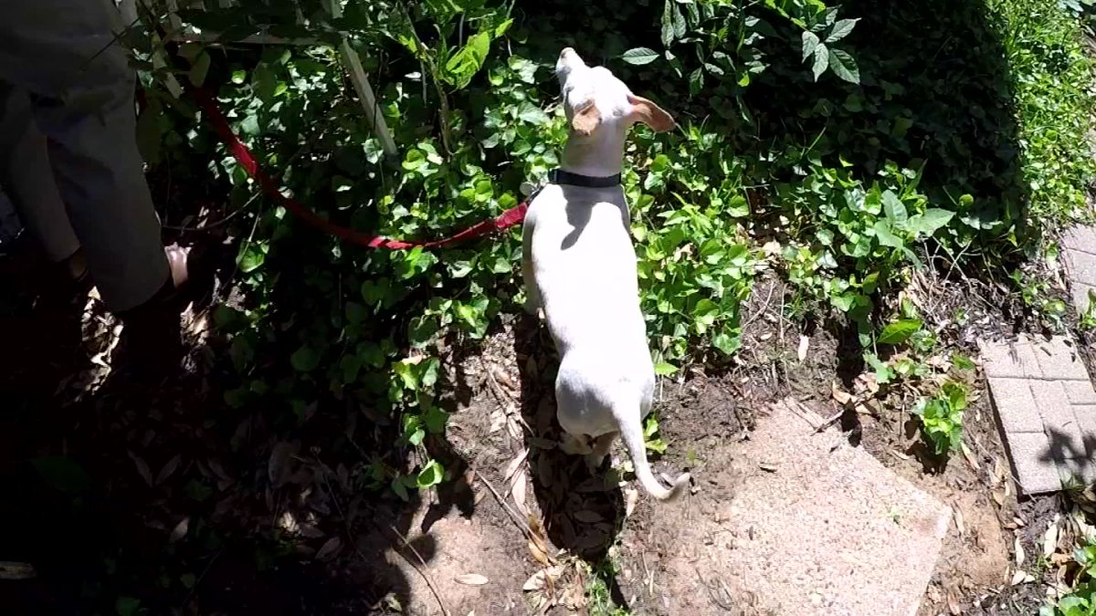 After Bobcat Attack Texas Dog Owner Warns Others Stay Vigilant NBC after-bobcat-attack-texas-dog-owner-warns-others-stay-vigilant-nbc