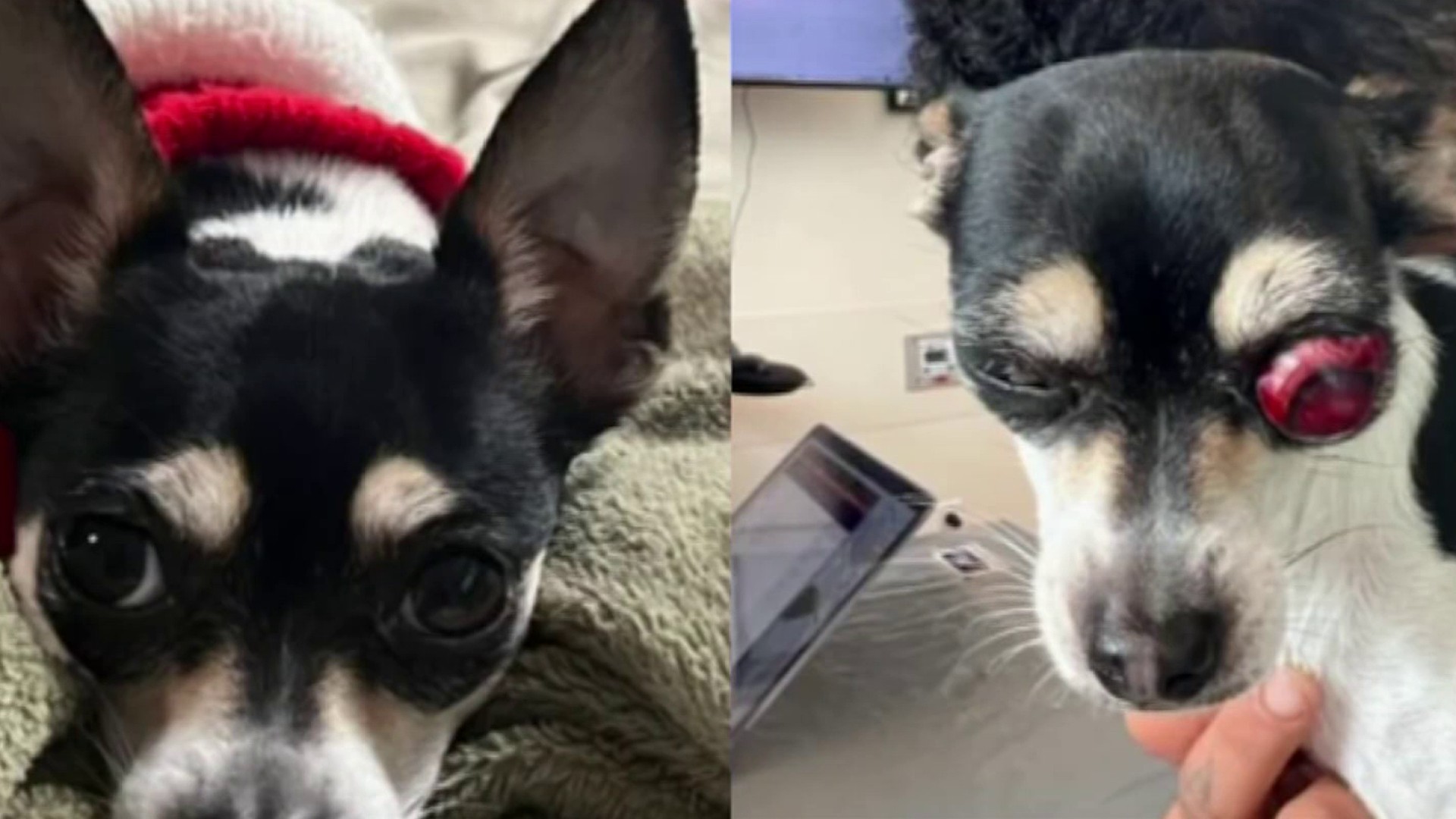 Florida Family Claims UPS Worker Kicked Out Dog's Eye