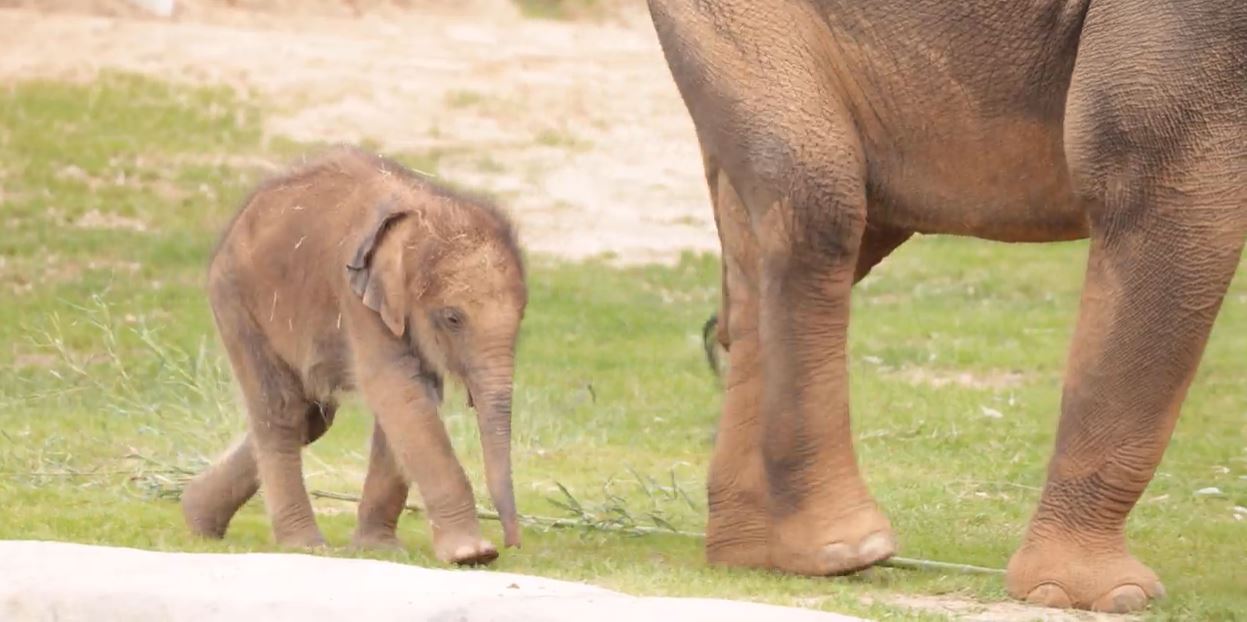 Baby Elephant Makes Debut at Fort Worth Zoo – NBC 5 Dallas-Fort Worth