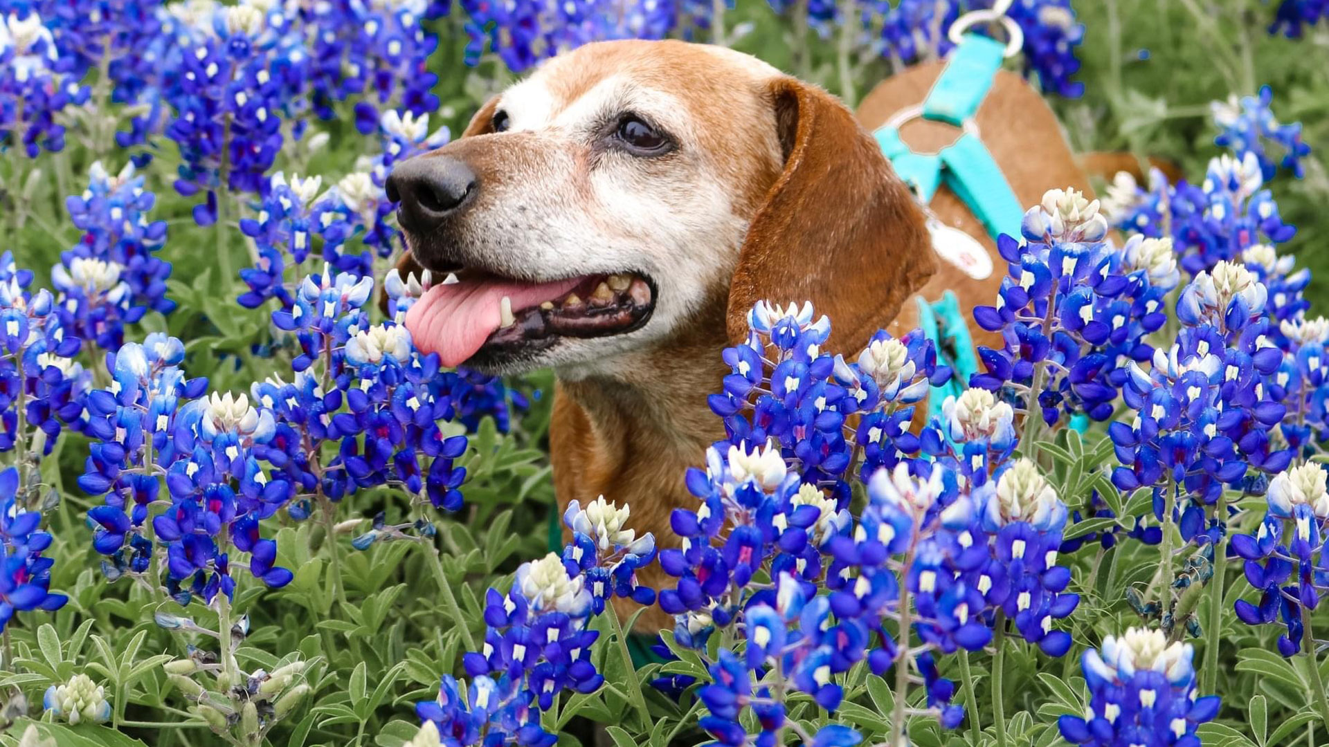 Bluebonnets in Bloom 2023 – Gallery II