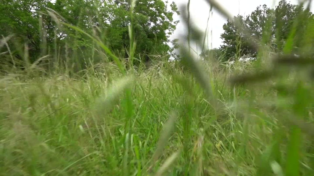 Dallas Czar to Create New Parks – NBC 5 Dallas-Fort Worth - Vimarsana News