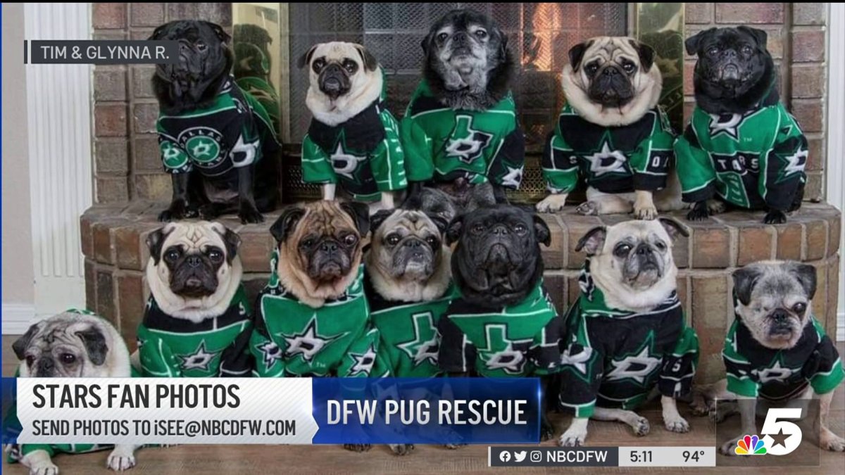 57 DALLAS COWBOYS ANIMAL FANS ideas  dallas cowboys, cowboys, dallas cowboys  dog