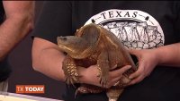 World Turtle Day at Fair Park