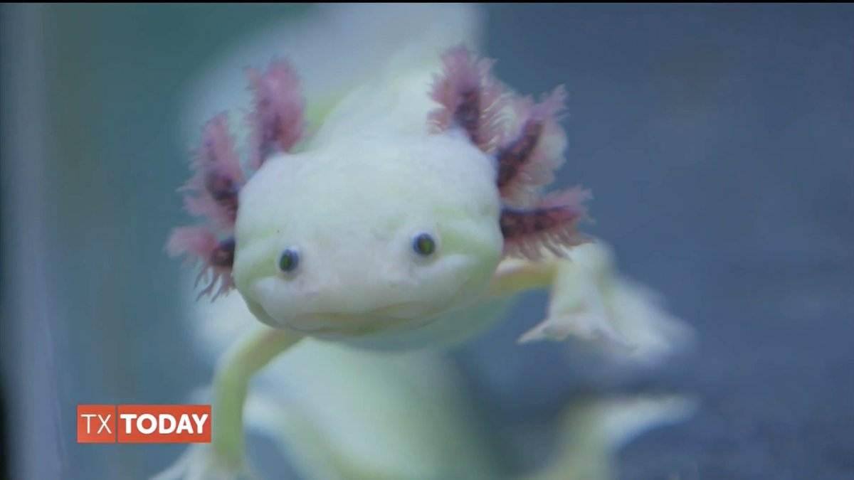 Learn All About Axolotls NBC 5 DallasFort Worth