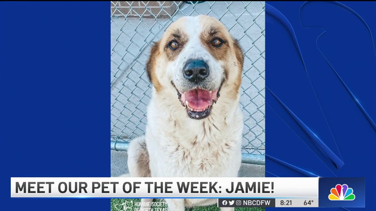 Pet of the Week: Jamie – NBC 5 Dallas-Fort Worth