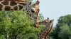 Fossil Rim Welcomes Four Giraffe Calves Since March
