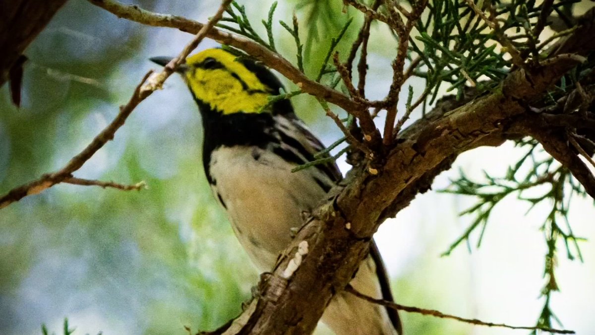 Endangered Golden-Cheeked Warblers Return to Cedar Hill – NBC 5 Dallas ...