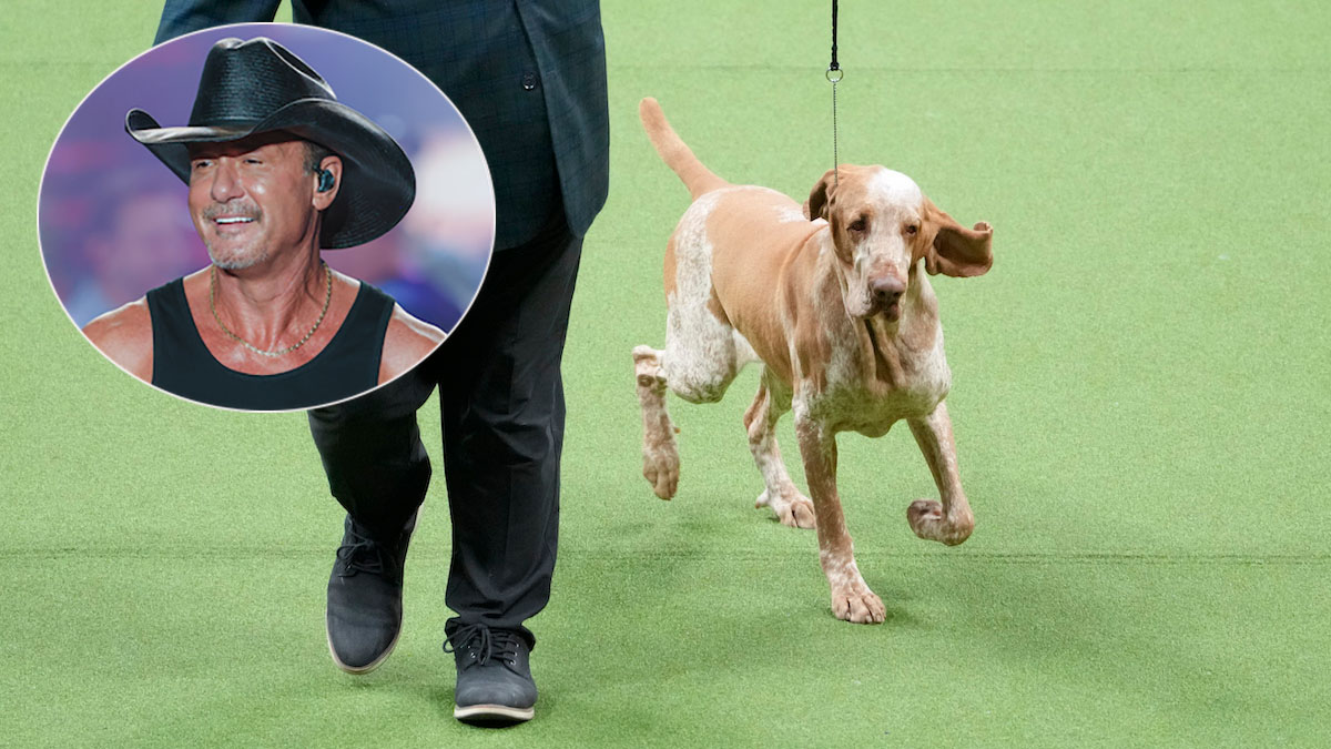 Tim McGraw’s Dog Lepshi Wins New Breed at Westminster Show NBC 5