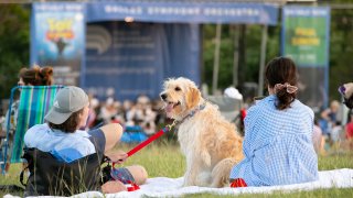 Dallas Symphony Orchestra Parks Conerts Flag Pole Hill 2 Dog