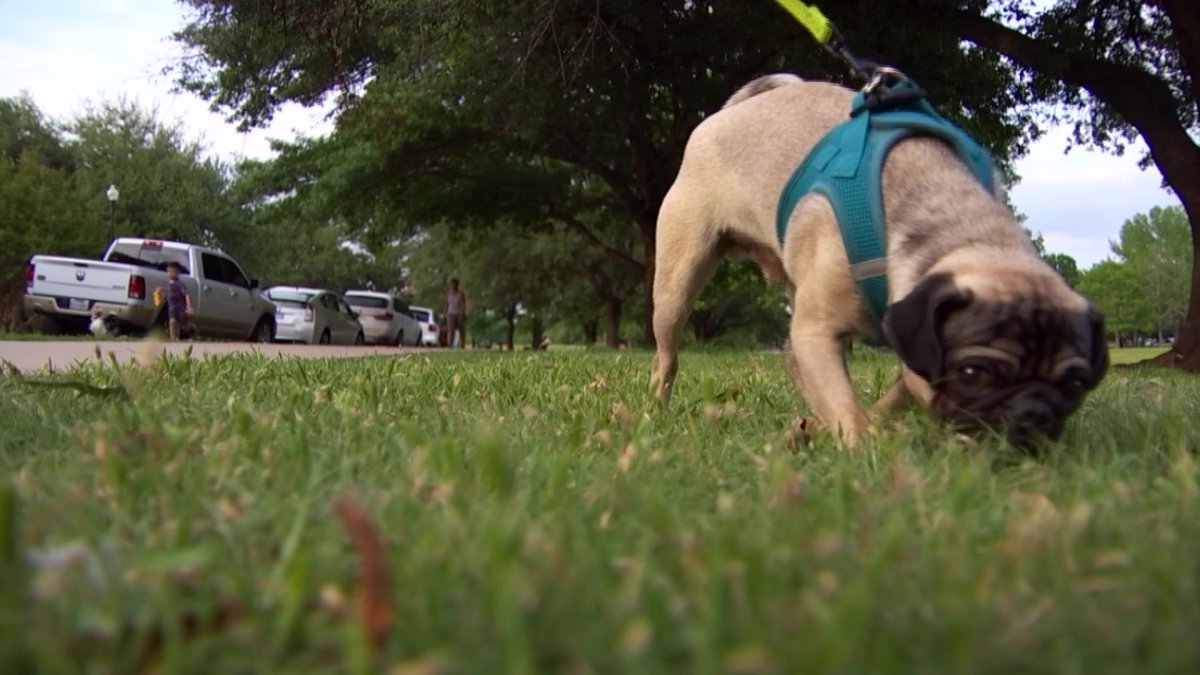 Walk Leads to Poisoning Scare for Fort Worth Woman NBC 5 DallasFort