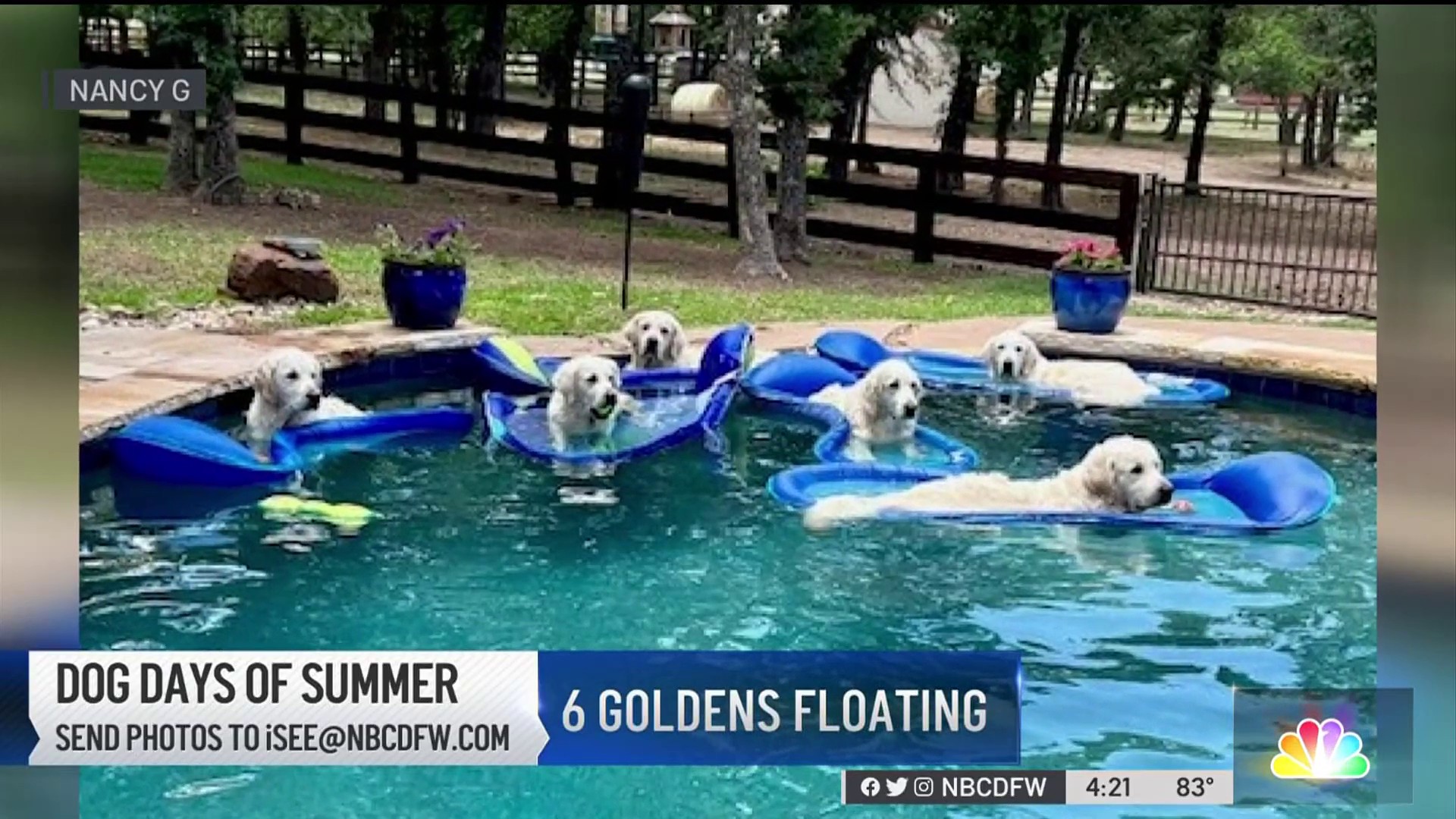 Dog Days of Summer Gracie and a pool full of goldens