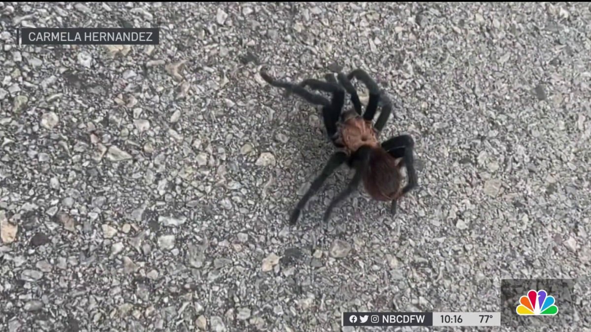 to mating season for Texas tarantulas NBC 5 DallasFort Worth