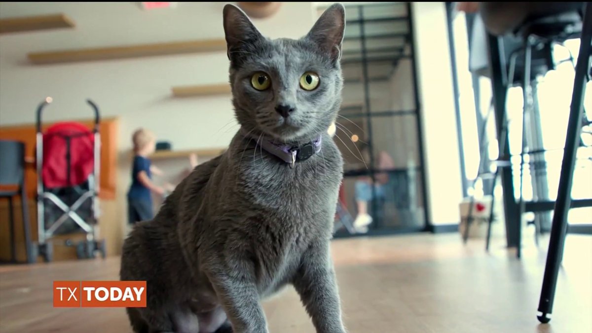 Celebrating local animal heroes Caroline Stovall NBC 5 DallasFort Worth