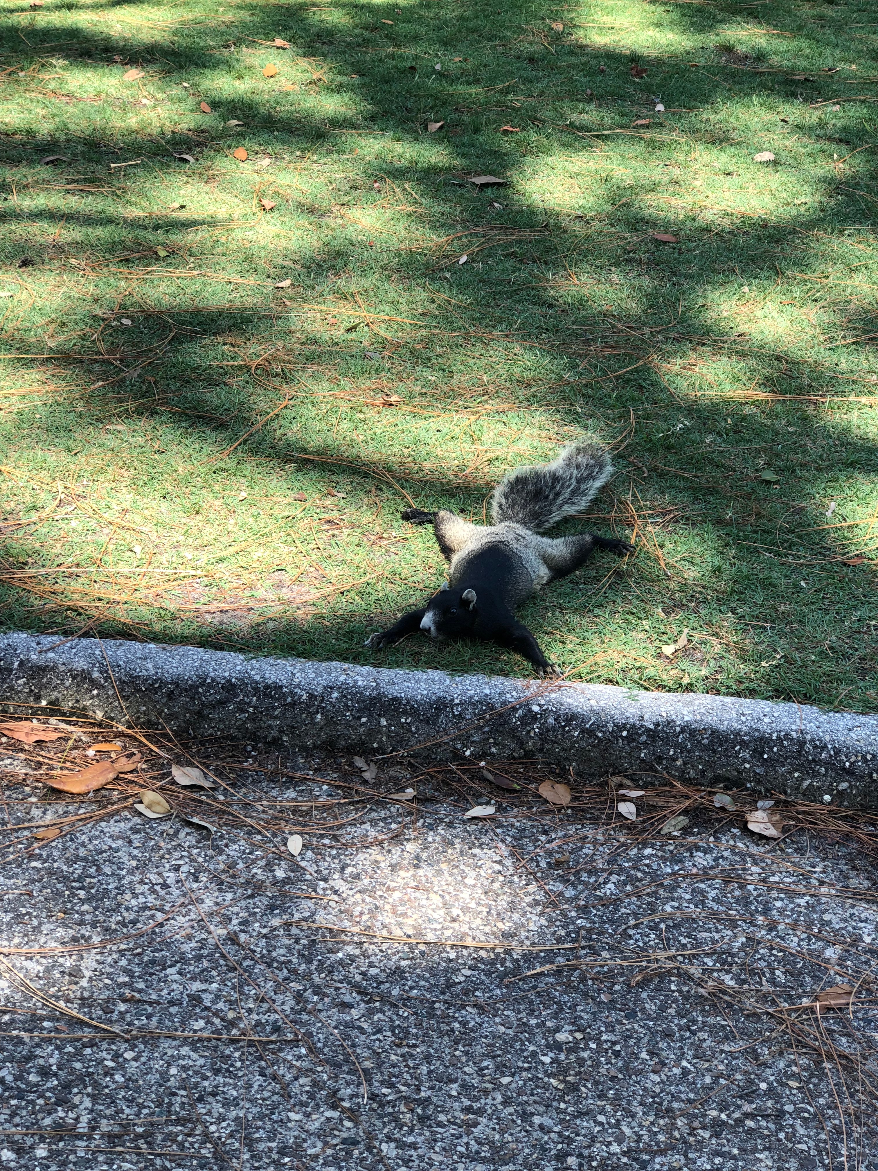 Splooting squirrels spotted around North Texas – NBC 5 Dallas-Fort Worth