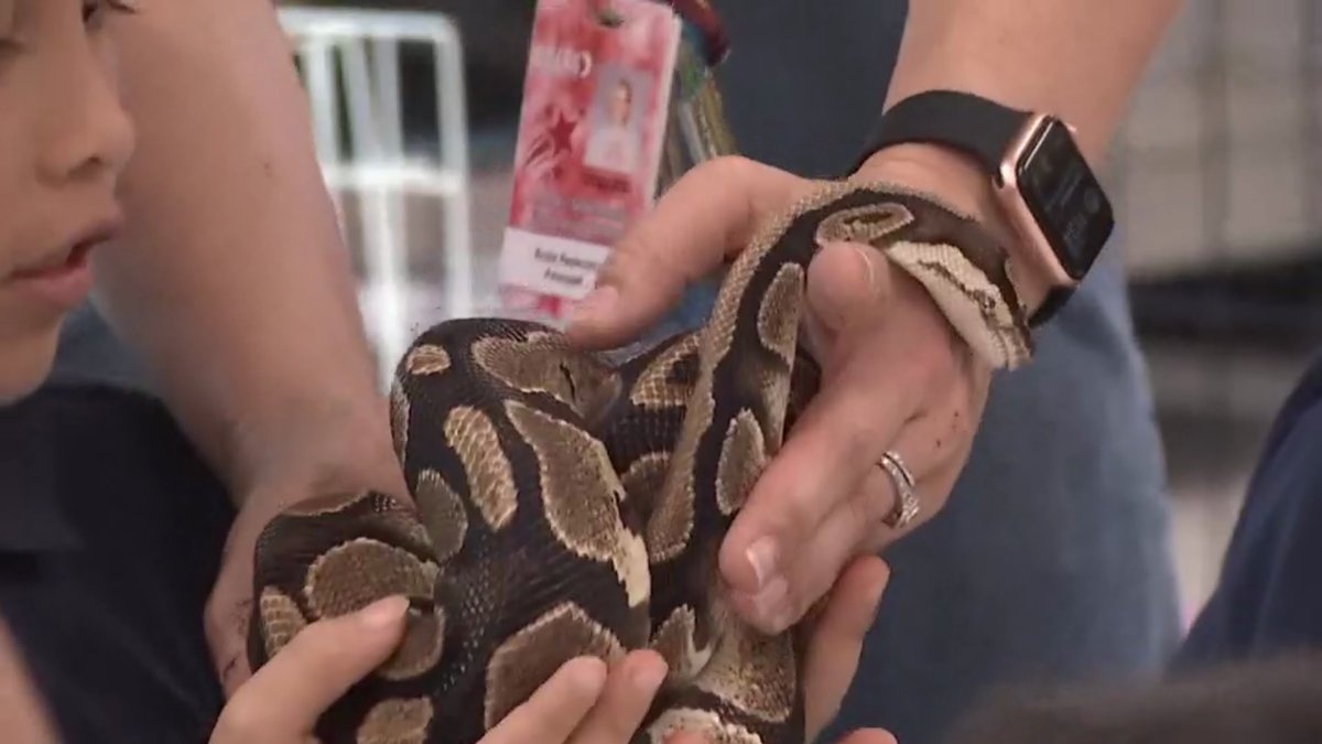 North Texas school educates kids with live animals – NBC 5 Dallas-Fort Worth - Vimarsana News