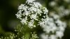 Poison Hemlock Was Spotted in a Dallas Suburb. Here's What You Should Know About the Plant