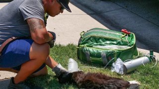 A firefighter in Fort Worth, Texas, gives oxygen to a cat rescued from a house fire on Tuesday, June 27, 2023.