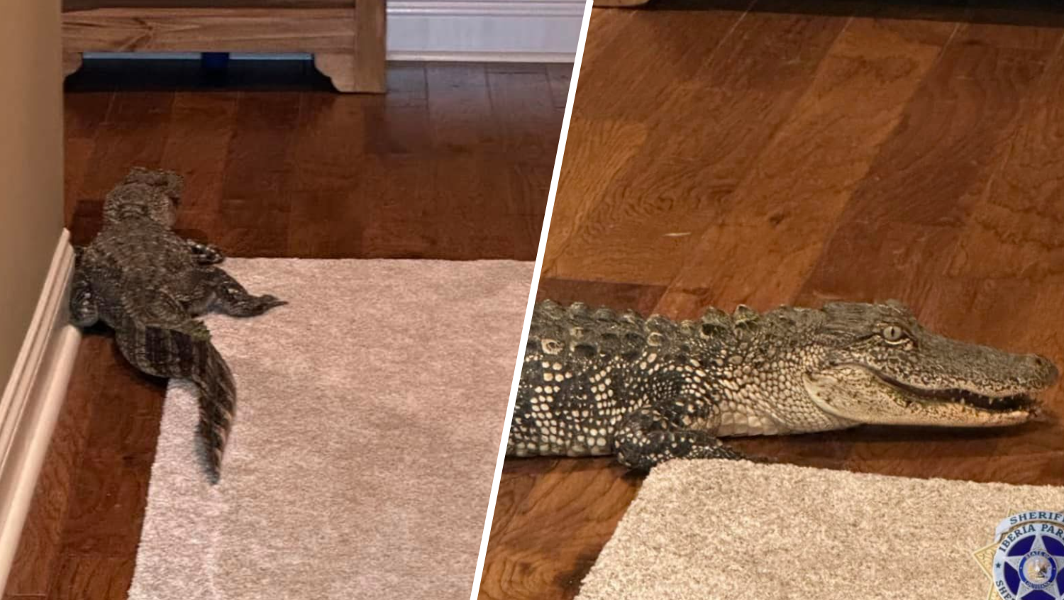 Alligator sneaks into Louisiana home through doggy door – NBC 5 Dallas-Fort Worth - Vimarsana News