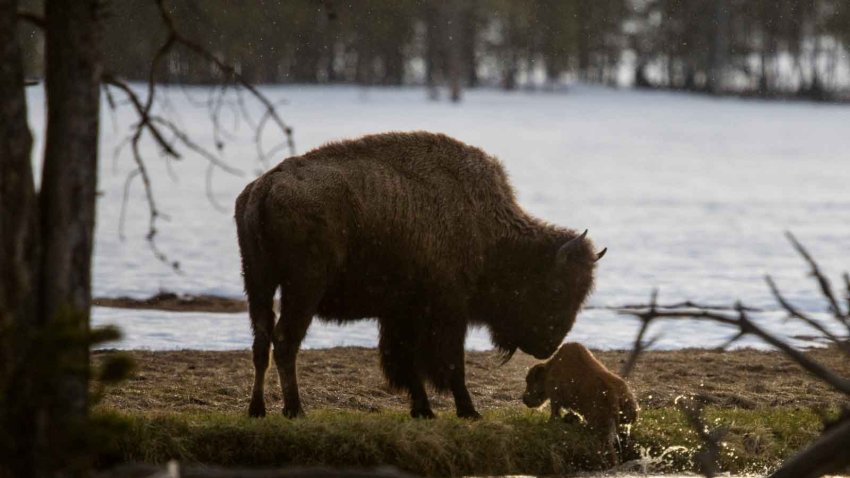 A mother bison watches as her calf struggles to climb out of a small creek after falling in, in Yellowstone Park May 7, 2023. Baby bison are known as “red dogs” and are typically born in April and May.