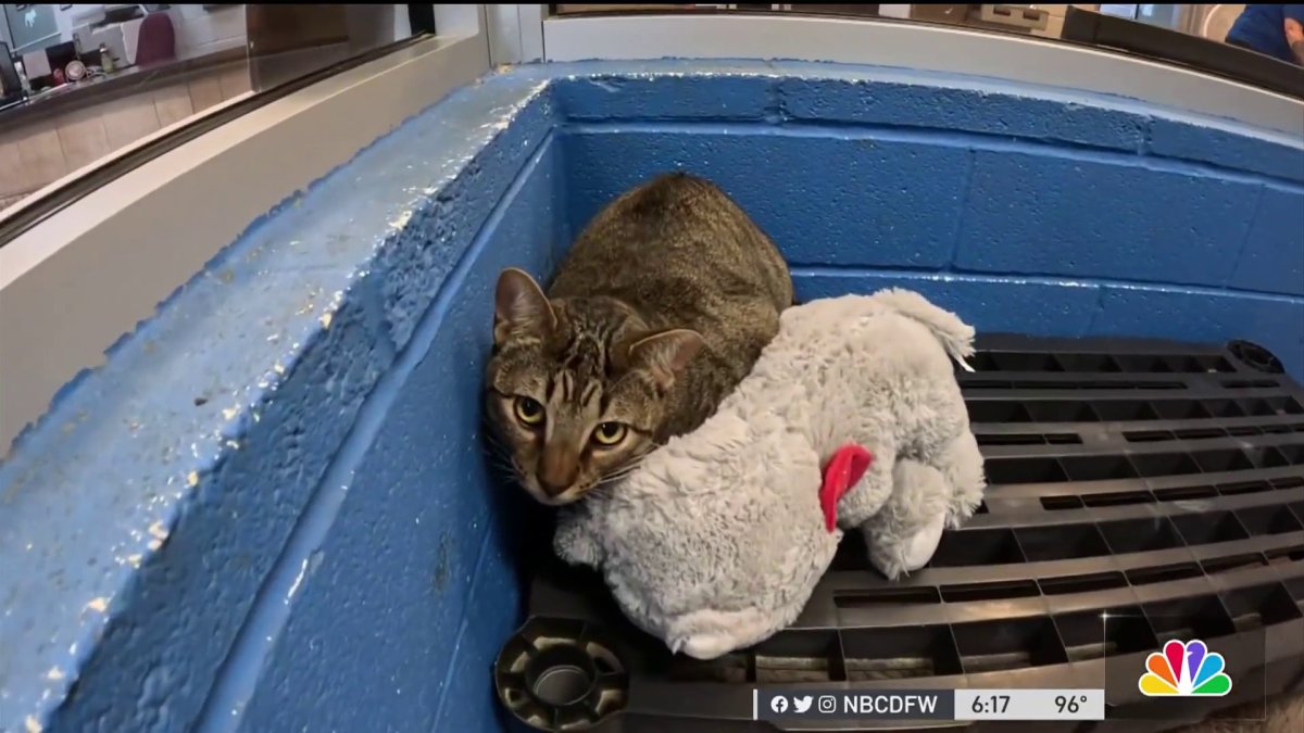 Denton County animal shelter falls victim to hackers – NBC 5 Dallas ...