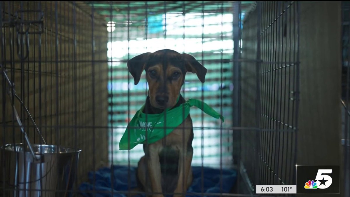 Mega-Adoption event in Arlington hopes to find forever homes for over ...