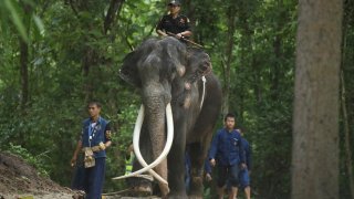 Mahout ride “Sak Surin,” an ailing elephant that had allegedly not been well cared-for in Sri Lanka on Sunday, July 2, 2023.