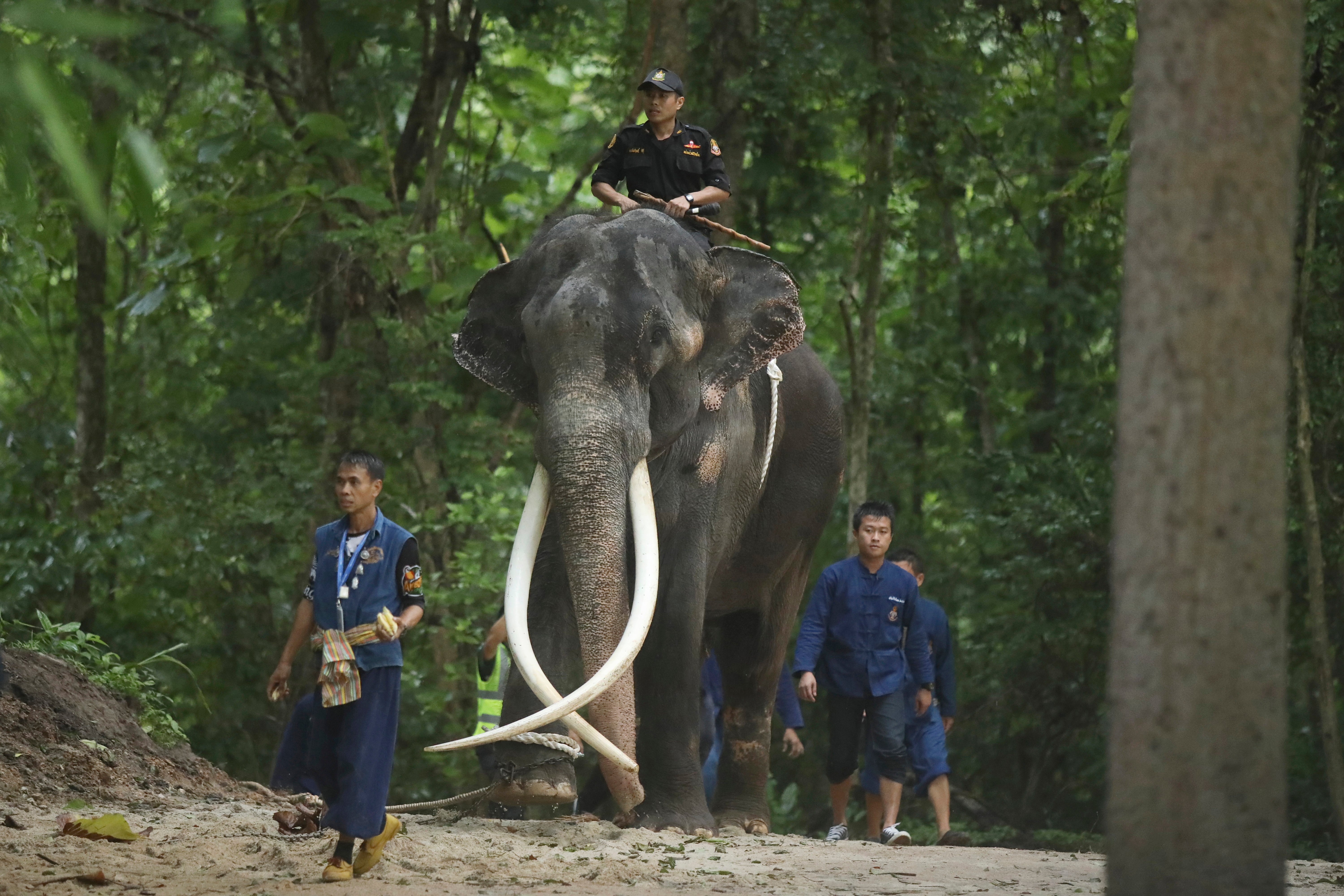 Elephant returns to Thailand for medical care after years of alleged abuse in Sri Lanka – NBC 5 Dallas-Fort Worth - Vimarsana News