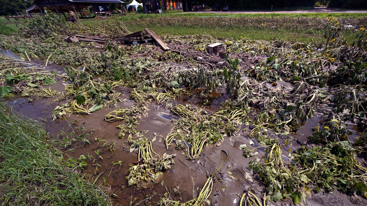 Months of labor and crops swept away in Northeast floods – NBC 5 Dallas-Fort Worth - Vimarsana News