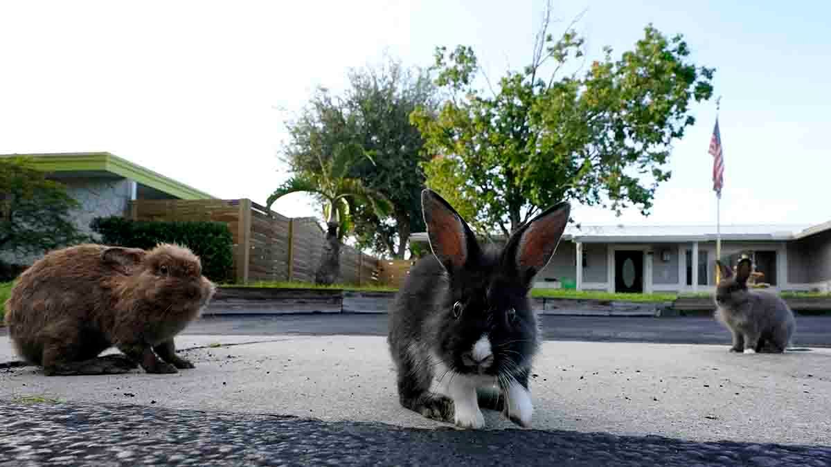 Invasion of domestic rabbits has a Florida suburb hopping into a hunt for new owners – NBC 5 Dallas-Fort Worth - Vimarsana News