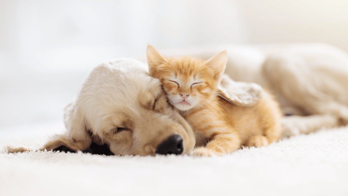Clear the Shelters 2023 - Vimarsana News