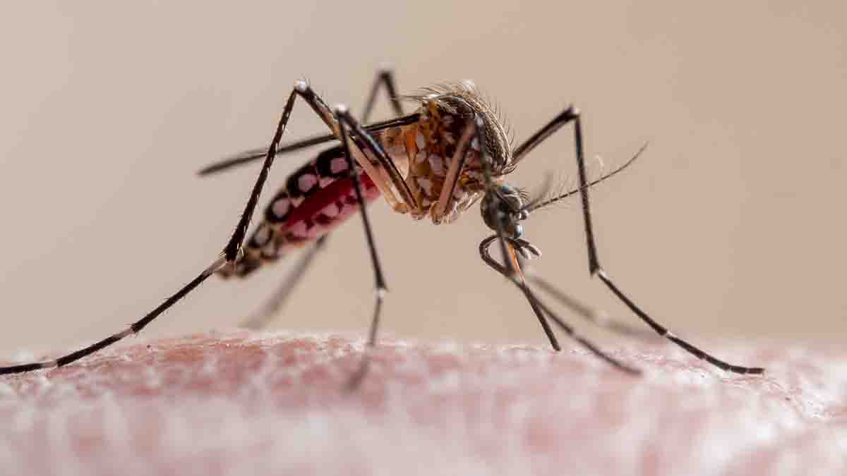 Dengue is breaking records in the Americas — what's behind the surge?