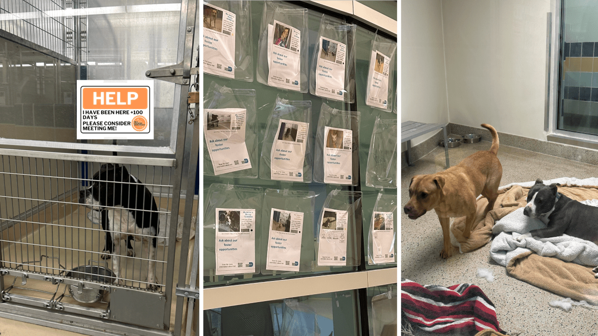 Lost dogs have fueled overpopulation in U.S animal shelters – NBC 5 Dallas-Fort Worth - Vimarsana News