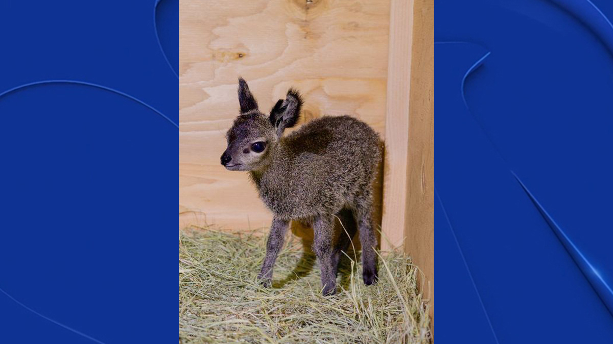 Dallas Zoo announces birth of klipspringer, celebrates birthday of its