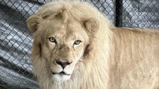 Madiba, one of Siegfried and Roy’s cats, has moved from Las Vegas to Wylie.
