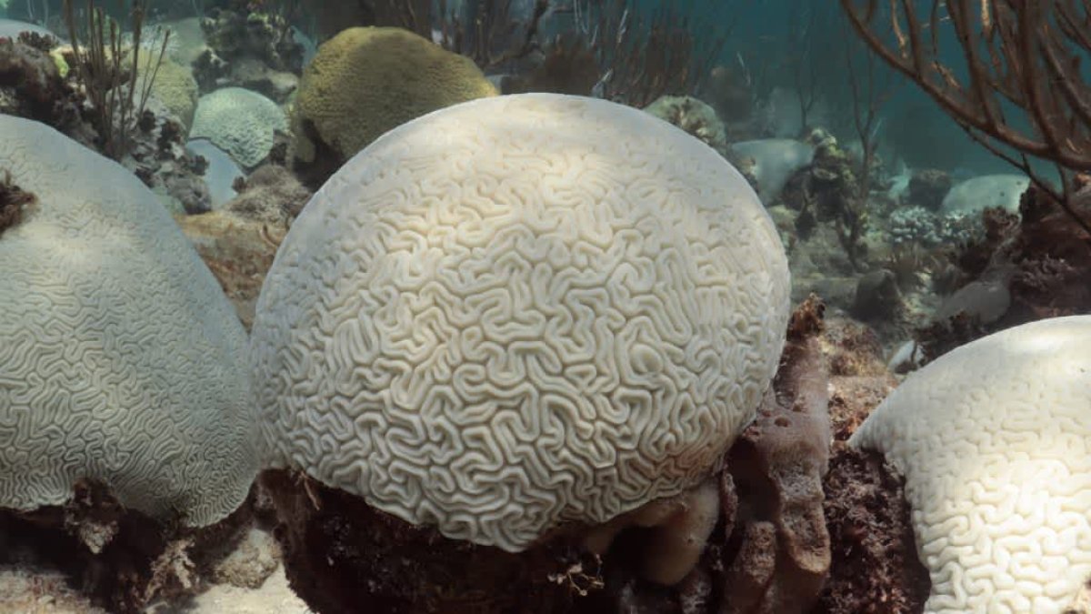 Conditions are ripe for a global coral bleaching event: 'Florida is just the tip of the iceberg' – NBC 5 Dallas-Fort Worth - Vimarsana News