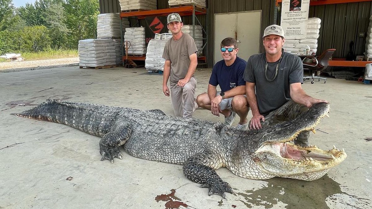 Record-breaking alligator captured in Mississippi Sunflower River – NBC 5 Dallas-Fort Worth - Vimarsana News