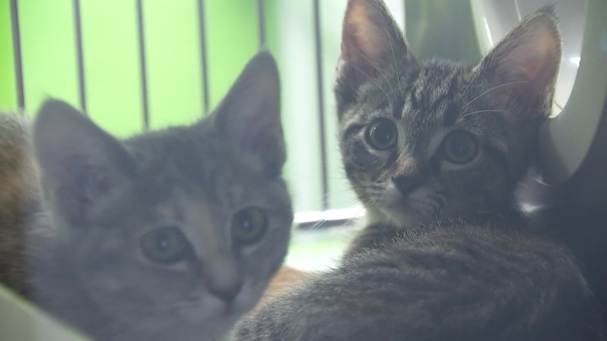 Clear the Shelters Animals still waiting on forever homes NBC 5