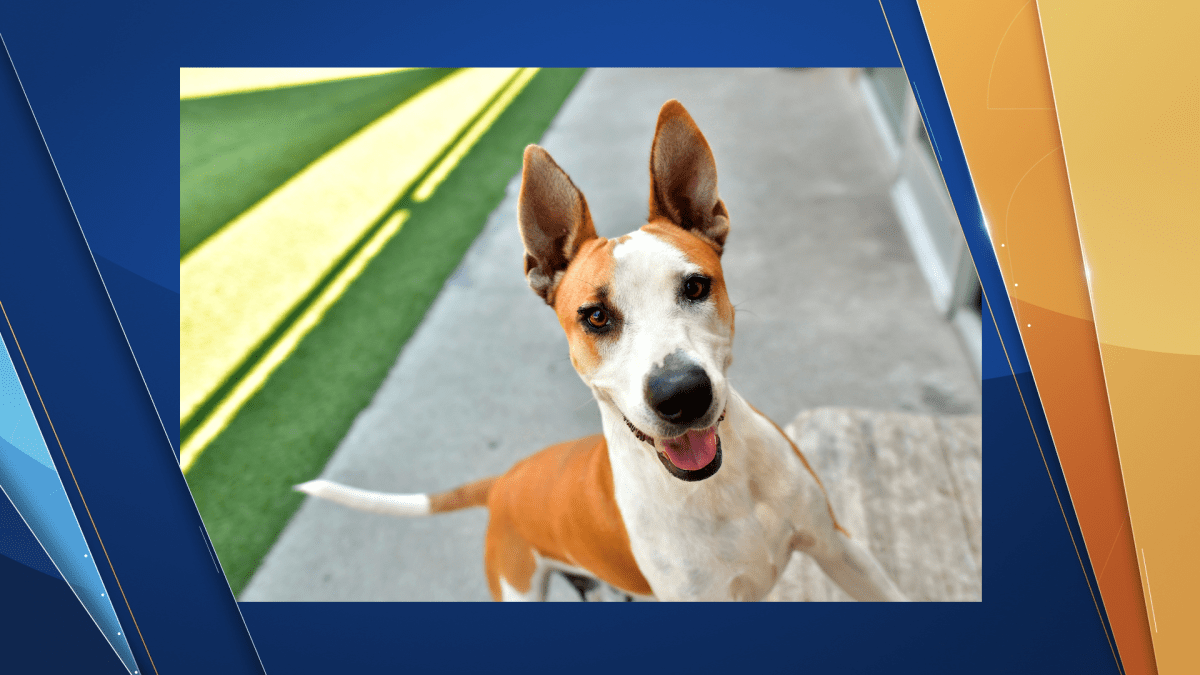 5 Talk Street: Clear The Shelters – Dallas Animal Services