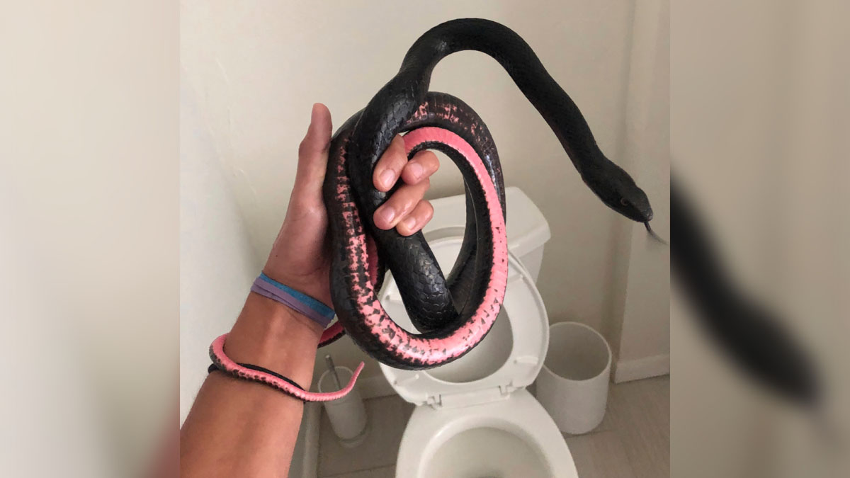 Snake camps out in Arizona homeowner’s toilet NBC 5 DallasFort Worth