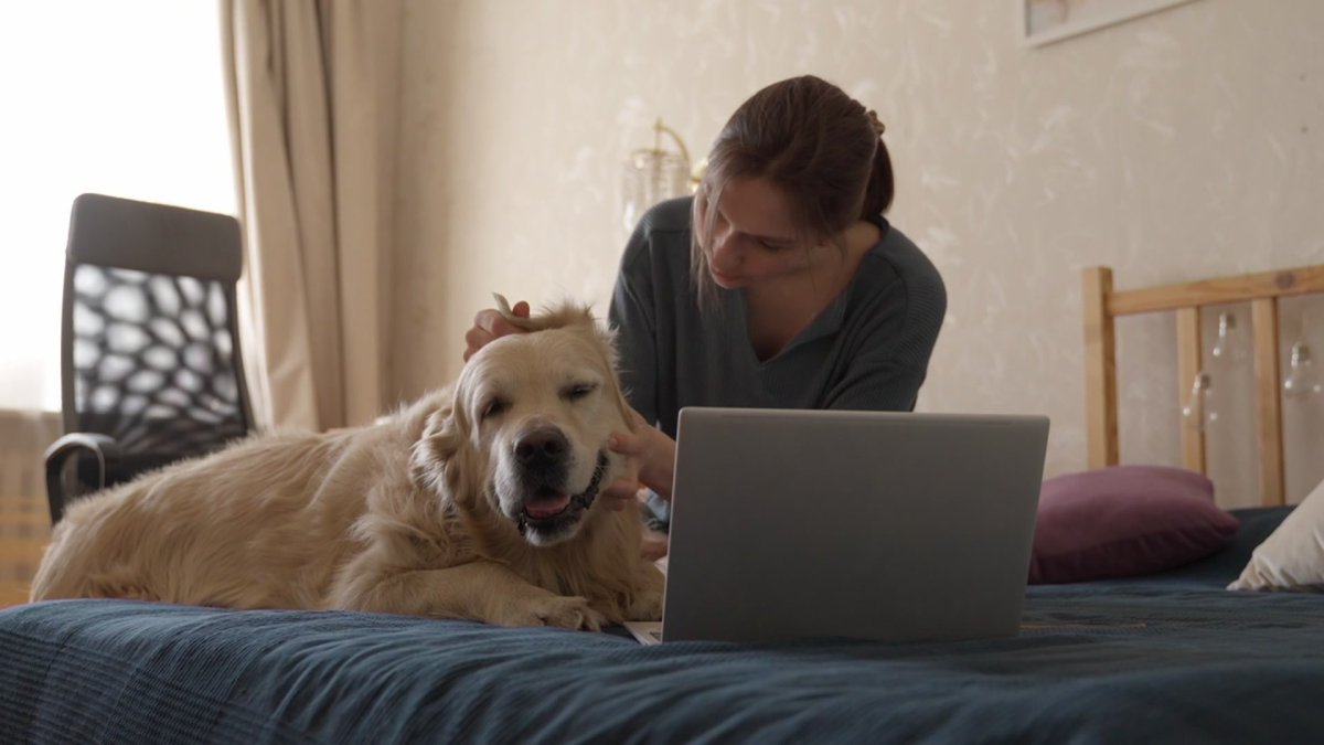 Should you get pet insurance for your fourlegged friend? NBC 5